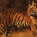 From: Ranthambore: Guided Tiger Safari in Canter - What Travelers Say