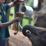 From Riu Hotel: Udawalawe National Park Private Day Trip - What Makes This Tour Special?