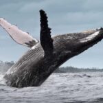From Samaná: Whale Watching and Cayo Levantado Boat Tour - Authentic Insights from Travelers