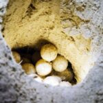 From Sandakan: 2D1N Turtle Island & Sepilok Wildlife Experience - Practical Details and Value for Money