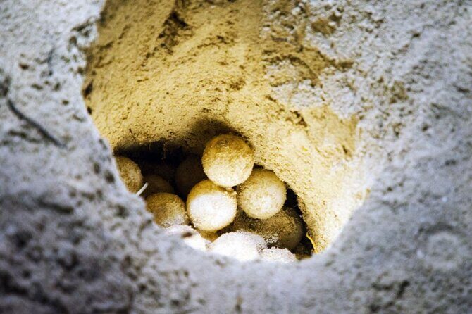 From Sandakan: 2D1N Turtle Island & Sepilok Wildlife Experience - Practical Details and Value for Money