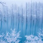 From Sapporo: Biei, Furano or Asahikawa Private Day Trip - What Makes This Tour Stand Out?