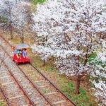 From Seoul: Private Custom Gapyeong Tour with English Driver - What You Can Expect From the Experience