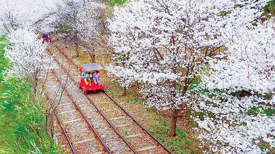 From Seoul: Private Custom Gapyeong Tour with English Driver - What You Can Expect From the Experience