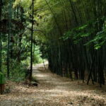 From Shanghai: Xiaoshao Ancient Road Journey - Exploring the Ancient Secret Trail