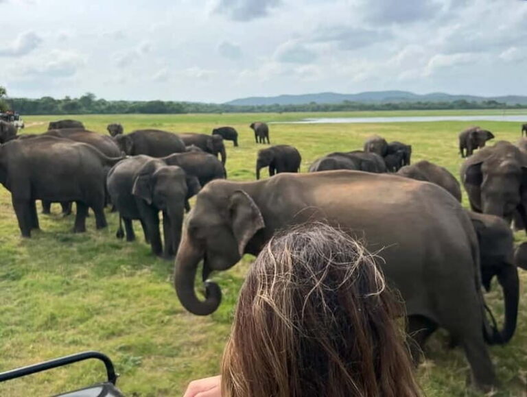From Sigiriya/Habarana: Minneriya National Park Safari - FAQs