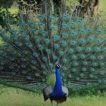 From Sigiriya : Kaudulla National Park Elephant Jeep Safari - The Cost and What It Gets You