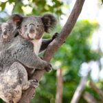 From Sydney: Blue Mountains and Featherdale Tour - Practical Details: What You Need to Know