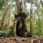 From Taipei: Taipingshan & Jiuzhize Hot Spring Private Tour - Practical Details and What You Can Expect