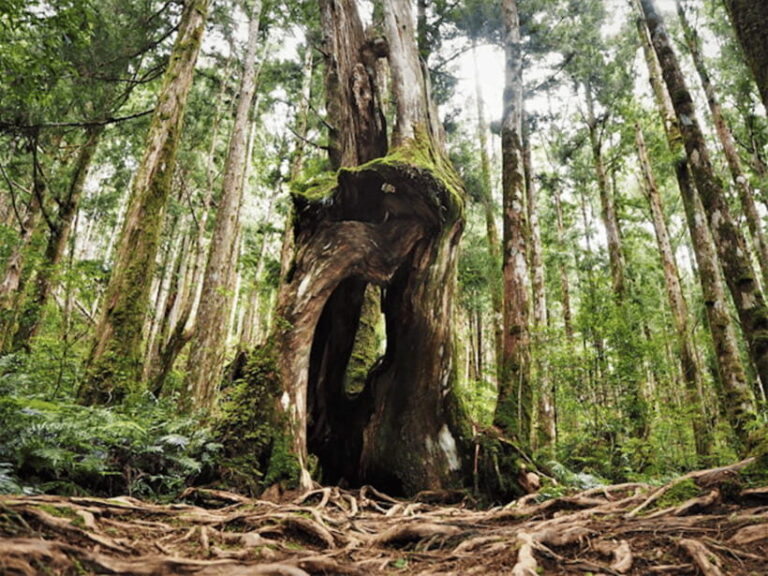 From Taipei: Taipingshan & Jiuzhize Hot Spring Private Tour - The Value for Money
