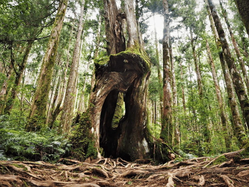From Taipei: Taipingshan & Jiuzhize Hot Spring Private Tour - The Value for Money