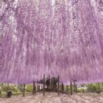 From Tokyo: Ashikaga Flower Park and Hitachi Park Tour - Transportation and Group Dynamics