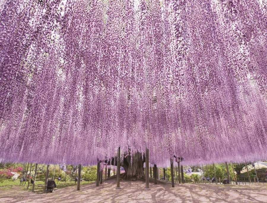 From Tokyo: Ashikaga Flower Park and Hitachi Park Tour - Transportation and Group Dynamics