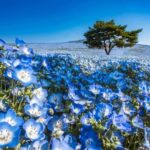 From Tokyo: Hitachi Seaside Park, Sea Torii & Great Buddha - A Closer Look at the Itinerary: What to Expect from Each Stop