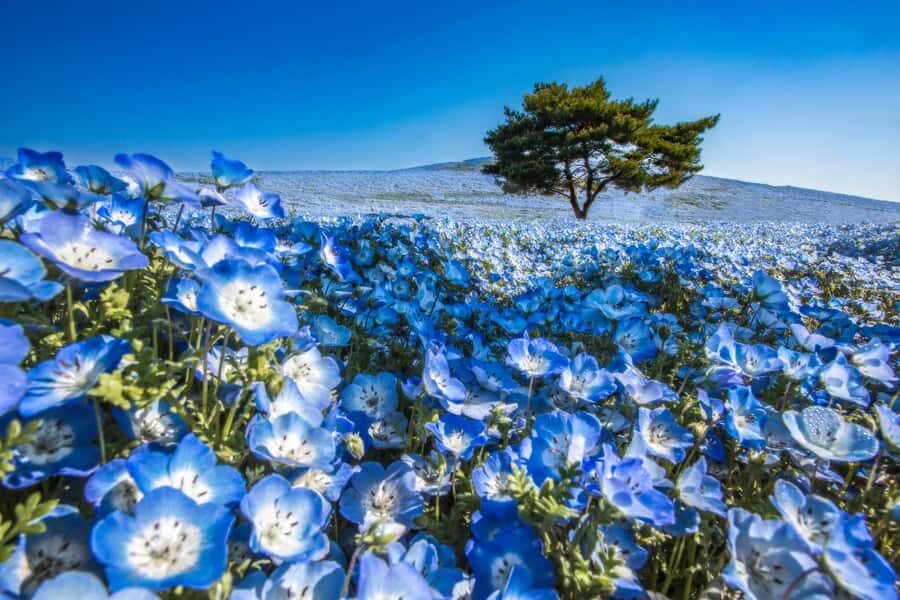 From Tokyo: Hitachi Seaside Park, Sea Torii & Great Buddha - A Closer Look at the Itinerary: What to Expect from Each Stop