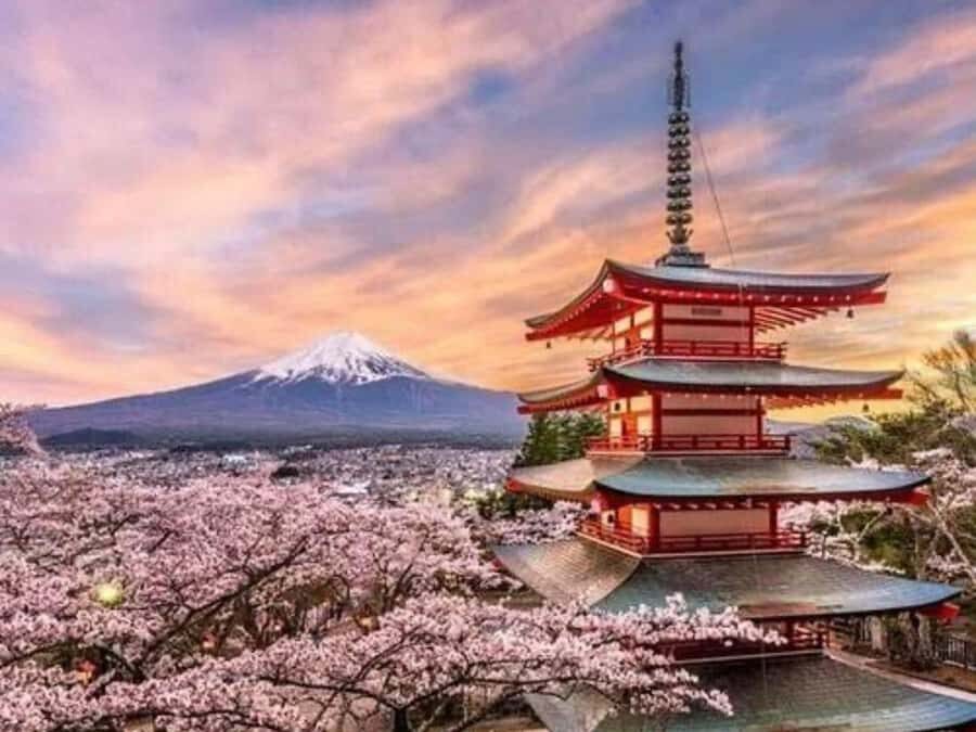 From Tokyo: Mount fuji Private Customized Tour With Guide - The Experience of the Guides and Transportation
