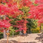 From Tokyo: Mount Fuji Sightseeing One Day Trip - Who Should Take This Tour?