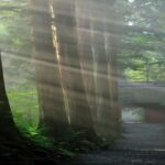 From Tokyo: Nagano Private Tour with Igloo Village & Monkeys - Who Should Consider This Tour?