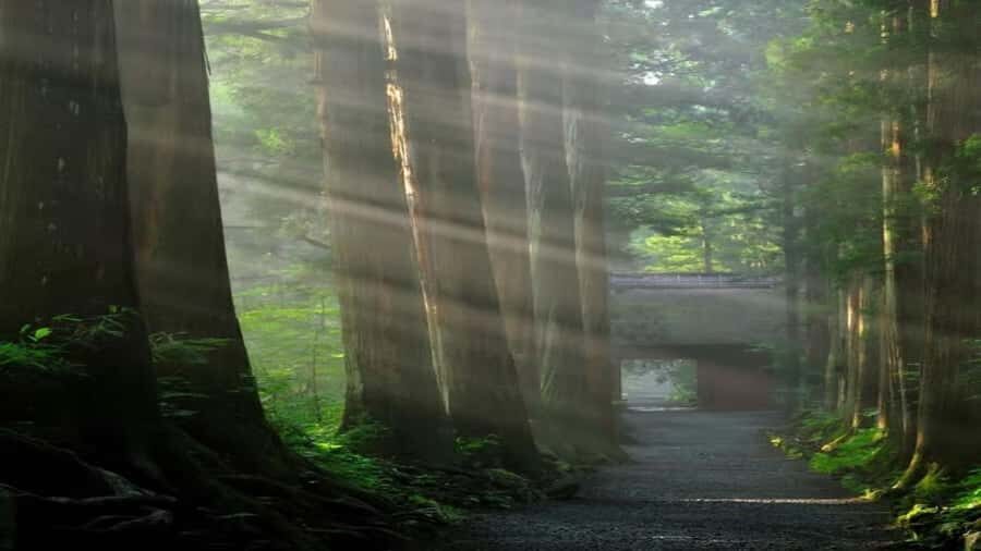 From Tokyo: Nagano Private Tour with Igloo Village & Monkeys - Who Should Consider This Tour?