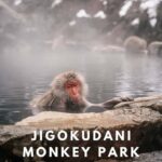 From Tokyo: Nagano Private Tour with Snow Monkeys - FAQ