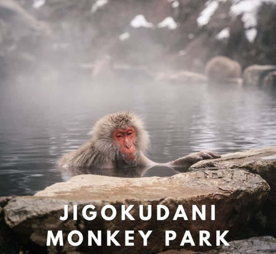 From Tokyo: Nagano Private Tour with Snow Monkeys - FAQ  