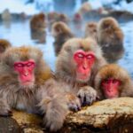 From Tokyo or Nagano: Private Snow Monkey Park Full day trip - Practical Considerations