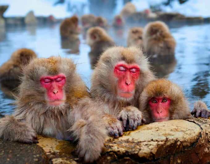 From Tokyo or Nagano: Private Snow Monkey Park Full day trip - Practical Considerations