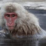From Tokyo: Private Day Trip to Snow Monkey & Zenkoji - An In-Depth Look at the Tour Experience