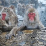 From Tokyo: Private Tour Snow Monkey Park & Zenko-ji Temple - What You Need to Know About This Tour