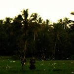 From Ubud: Balinese Home Visit and Firefly Experience - The Experience Itself: What You Can Expect