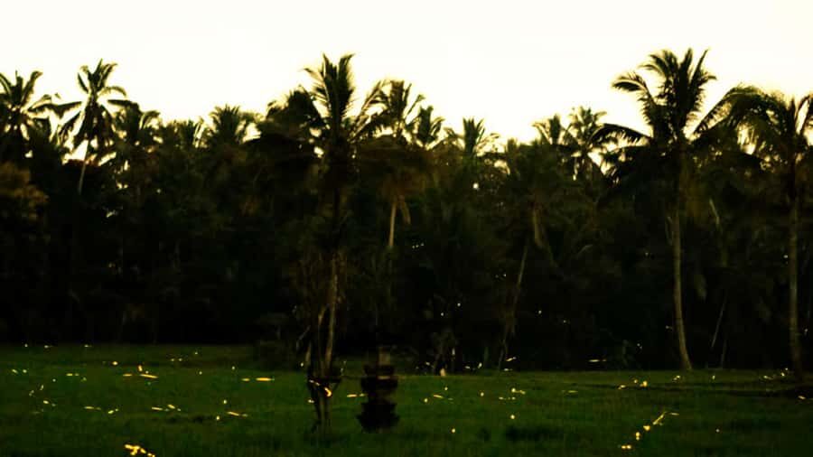 From Ubud: Balinese Home Visit and Firefly Experience - The Experience Itself: What You Can Expect