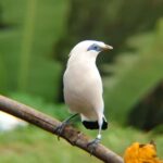 From Ubud: Tengkudak Village Guided Tour with Bird Spotting - Practical Details and Considerations