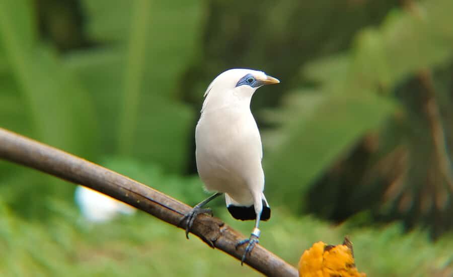 From Ubud: Tengkudak Village Guided Tour with Bird Spotting - Practical Details and Considerations