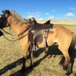 From Ulaanbaatar: Day Trip to Hustai National Park - Authentic Experiences and Cultural Insights