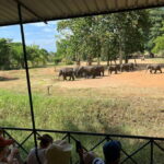 From Unawatuna: Udawalawe National Park Safari with transfer - What to Expect on Your Day Trip