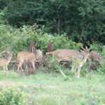 From:Mirissa/Galle/Hilkaduwa with Udawalawe safari - The Practical Side: What You Need to Know