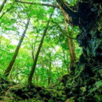 Fuji Spiritual Private Tour with Lunch and Dinner - Exploring the Itinerary: What to Expect on This Private Day Trip