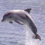 Fukuoka: Hakozaki Shrine, Tocho-ji Temple, & Ohori Park Tour - What You Can Expect from the Tour