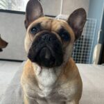 Fukuoka Photo Activity Experience with Large Dogs - Authentic Insights from Past Visitors