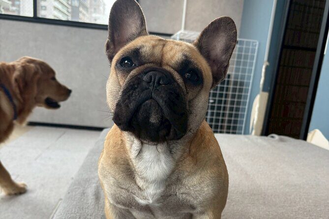 Fukuoka Photo Activity Experience with Large Dogs - Authentic Insights from Past Visitors