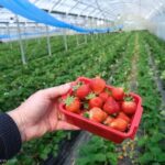 Fukuoka: Private Farm Experience with Lunch - Exploring the Itinerary in Detail