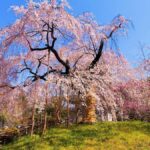 Fukuoka: Takachiho Gorge & Amano-Iwato Shrine Day Trip - Who Should Consider This Tour?