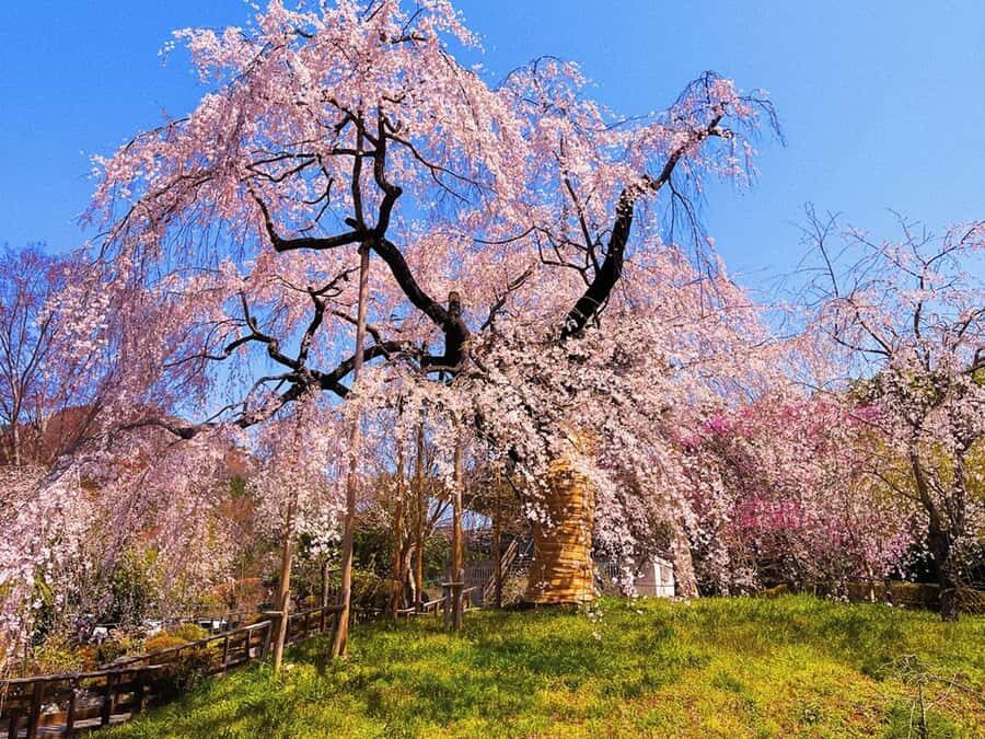 Fukuoka: Takachiho Gorge & Amano-Iwato Shrine Day Trip - Who Should Consider This Tour?  
