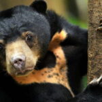 Full Day At Sepilok Orangutan, Sun Bear & Sandakan City Tour - An In-Depth Look at the Full-Day Tour