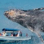 Full Day Bacardi Whale Watching - End Season March 30th - Who It’s Best For