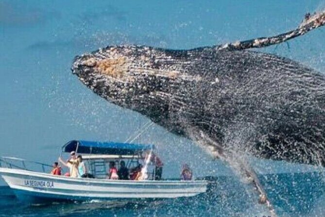 Full Day Bacardi Whale Watching - End Season March 30th - Who It’s Best For
