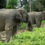 Full Day Elephant Sanctuary Tour with lunch Local food - What We Love About This Tour