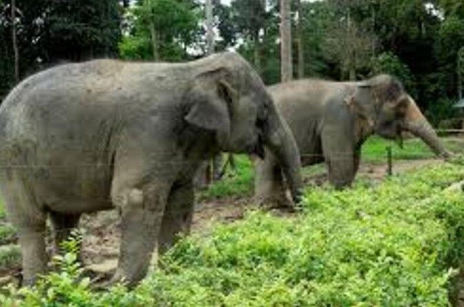 Full Day Elephant Sanctuary Tour with lunch Local food - What We Love About This Tour