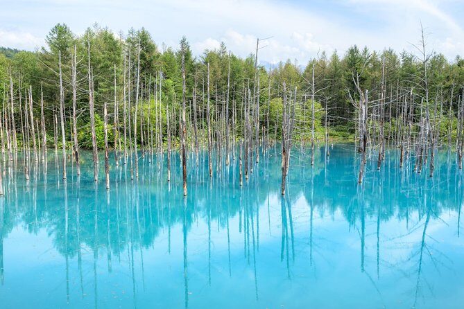 Full-Day Furano Lavender Farm and Blue Pond from Sapporo - The Itinerary in Detail