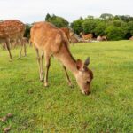 Full Day Guided Tour to Kyoto and Nara from Osaka by Van - Practical Tips for Making the Most of This Tour